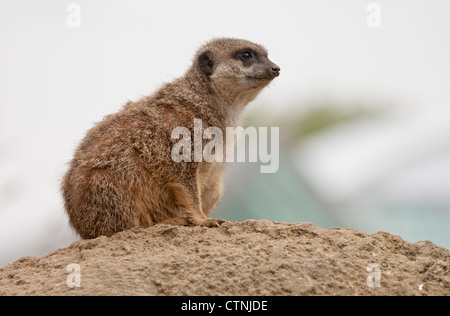 Ein Erdmännchen auf Suche im Londoner Zoo Stockfoto