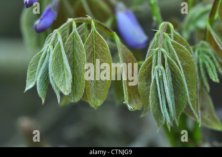 Glyzinien Blätter und Knospen der Blumen UK Stockfoto