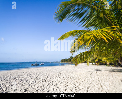Schöner Sandstrand mit Kokospalmen Stockfoto