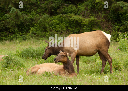 Roosevelt Elk ruht auf einer Wiese in Nordkalifornien, USA lateinische NAME Cervus Canadensis Roosevelti TRIVIALNAME Roosevelt elk Stockfoto