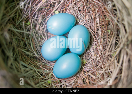 American Robin Bird songbird Nest mit vier Eiern - Nahaufnahme