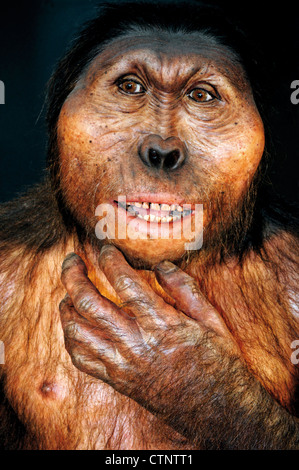 Spanien, Burgos: Reproduktion eines Paranthropus robustus in Museum der menschlichen Evolution Stockfoto