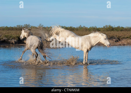 Camargue Pferd Hengst treten im Wasser, Bouches du Rhône, Frankreich Stockfoto