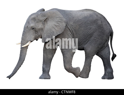 Erwachsenen afrikanischer Elefant, isoliert auf weiss Stockfoto
