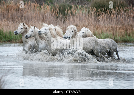 Camargue-Pferde laufen in einem Sumpf Bouches du Rhône, Frankreich Stockfoto