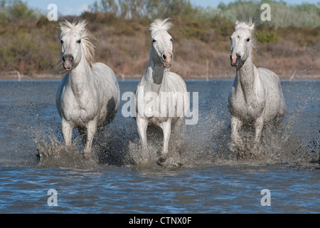 Camargue-Pferde laufen im Wasser, Bouches du Rhône, Frankreich Stockfoto