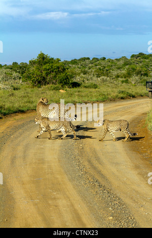 Weibliche Gepardin mit zwei jungen überqueren Feldweg mit Safari-Fahrzeug auf der rechten Seite des Rahmens, Eastern Cape, Südafrika Stockfoto