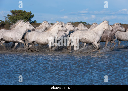 Camargue-Pferde laufen im Wasser, Bouches du Rhône, Frankreich Stockfoto