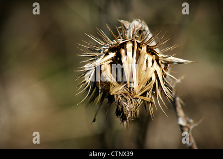 Sonne getrocknet Scotch / Cotton Thistle Head - Onopordum Acanthium Stockfoto