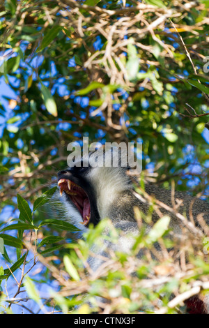 Gähnen männliche Vervet Affen im Baum, Eastern Cape, Südafrika Stockfoto