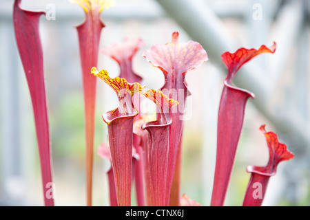 Nahaufnahme der Sarraceniaceae Stockfoto