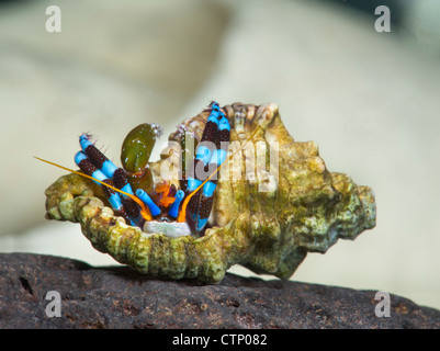 kleine winzige Einsiedlerkrebs CALCINUS Studio Portrait Einsiedlerkrebs Krebs weißen Hintergrund rot blau klein 1 cm bis 2 cm Makro m Krabben Stockfoto