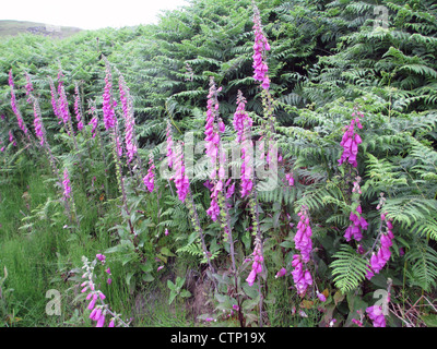 GEMEINSAMEN FINGERHUT (Digitalis Purpurea) in Buttermere in Cumbria Lake District of England im Juni. Foto Tony Gale Stockfoto