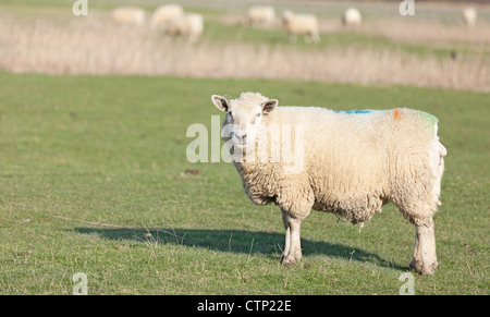 Eine weibliche Schafe Romney Marsh. Dieses Bild wurde aufgenommen auf Romney Marsh in Kent, UK Stockfoto