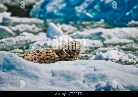 Harbor Seal holte auf Eisberg, in Tracy Arm Tracy Arm-Fords Terror Wildnis in Southeast Alaska Alaska Sonnen Stockfoto