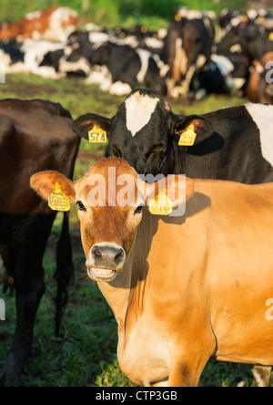 Kuhherde in Sichthilfe. Stockfoto