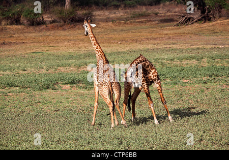 Giraffe, die Kämpfe im Luangwa Nationalpark Sambia Stockfoto