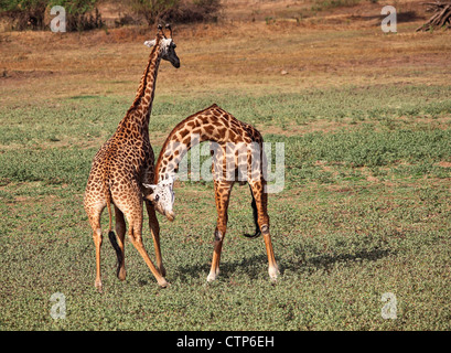 Giraffe, die Kämpfe im Luangwa Nationalpark Sambia Stockfoto