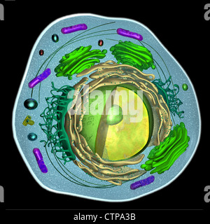 3D-Modell einer eukaryotischen Zelle Stockfoto