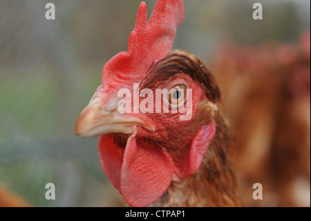 Close-up erschossen auf dem Kopf eines Huhns - geringe Schärfentiefe Stockfoto