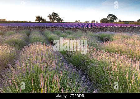 Lavendelfelder in Somerset England im frühen Morgenlicht im Morgengrauen Stockfoto