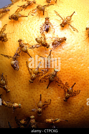 Weibliche mexikanischen Fruchtfliegen, fotografiert auf einer orange Stockfoto