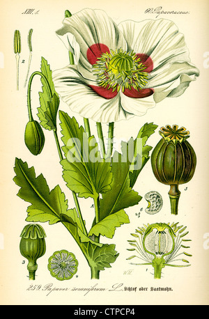 Schlafmohn, Papaver somniferum Stockfoto
