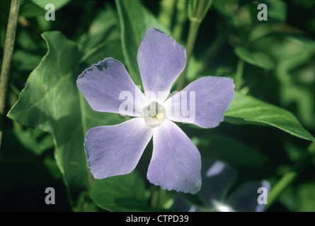 GRÖßERE IMMERGRÜN Vinca großen (Lobelia) Stockfoto
