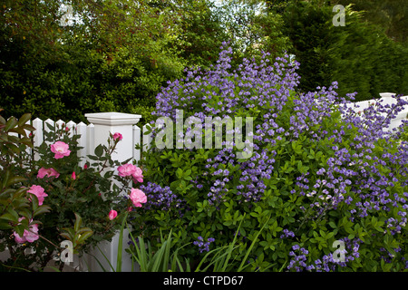 Frühlingsblumengrenze, lila Baptista australis False Indigo, rosa Gartenrosen, mit weißem Zaun, New Jersey, NJ, USA, USA Stockfoto