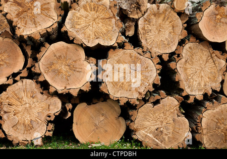 Close up Stapel schneiden und erfahrene Brennstämme außerhalb, New Jersey, USA, United States Home Heizung, Yule log Weihnachten Hintergründe closeup Stockfoto
