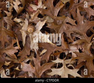 Herbstblätter dicht bei gestürzten, braun-trockenen, gestürzten Oak Leaves von einem Baum auf dem Boden und einer Eichel in New Jersey, USA, closeup Laub pt Stockfoto