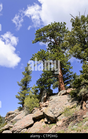 Lodgepole Pine (Pinus contorta), Rocky Mountain National Park, Colorado, USA Stockfoto