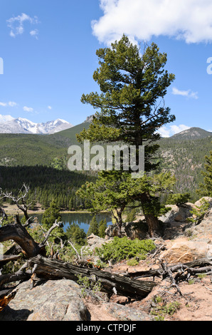 Lodgepole Pine (Pinus contorta), Rocky Mountain National Park, Colorado, USA Stockfoto