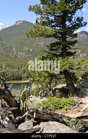 Lodgepole Pine (Pinus contorta), Rocky Mountain National Park, Colorado, USA Stockfoto