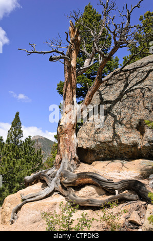 Lodgepole Pine (Pinus contorta), Rocky Mountain National Park, Colorado, USA Stockfoto