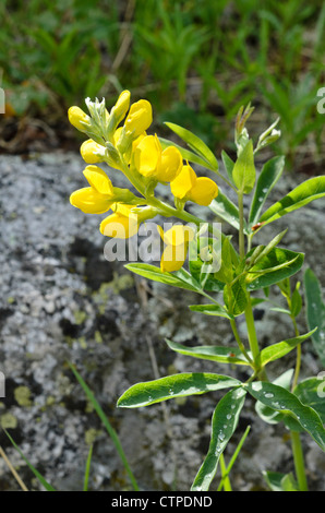 Goldene Banner (thermopsis montana) Stockfoto