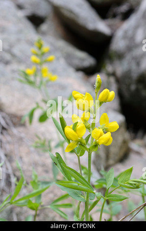 Goldene Banner (thermopsis montana) Stockfoto