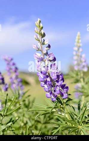 Silbrig Lupine (Lupinus argenteus) Stockfoto