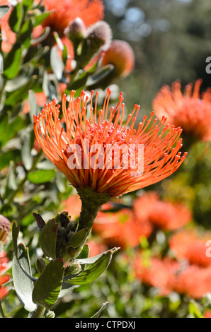 Ribbon Nadelkissen (leucospermum tottum) Stockfoto