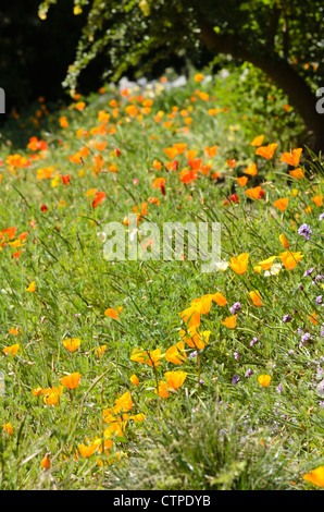 Kalifornischer Mohn (Eschscholzia californica) Stockfoto