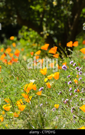 Kalifornischer Mohn (Eschscholzia californica) Stockfoto