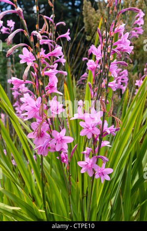 Watsonia borbonica subsp. Ardernei Stockfoto