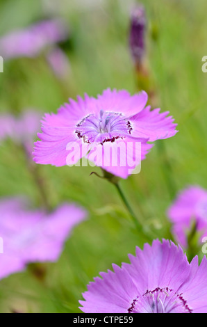 Chinesische rosa (Dianthus chinensis) Stockfoto