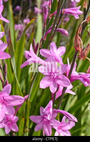 Watsonia borbonica subsp. Ardernei Stockfoto