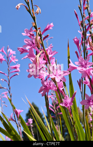 Watsonia borbonica subsp. Ardernei Stockfoto