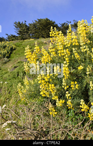 Gelbe Baum Lupine (Lupinus Arboreus) Stockfoto