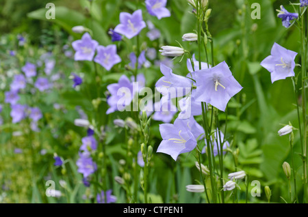 Pfirsich-leaved Glockenblume (Campanula persicifolia) Stockfoto