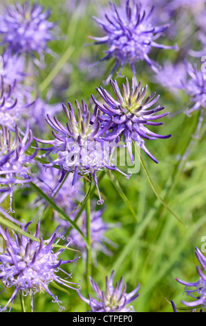 Round-headed Rapunzeln (phyteuma orbiculare) Stockfoto