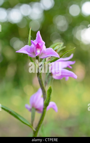 Red Helleborine (Cephalanthera Rubra) Stockfoto