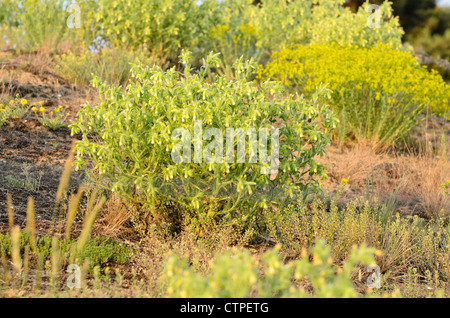 Golden drop (onosma Arenaria) Stockfoto